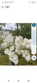 White Bare Root Lilac Bushes 15 Pack with Planting Instructions - Syringa vulgaris