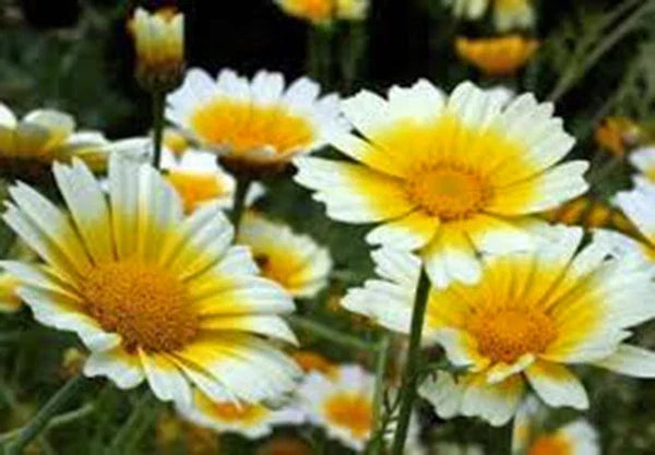 Garland Daisy Seeds - 100+ Bright Yellow Flowers - Easy to Grow Annual - Chrysanthemum maximum Seed Packet