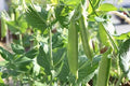 Sugar Pod Snow Peas Seeds | 50 Count | Edible Vegetable Seeds for Planting | Pisum sativum