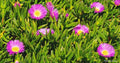 Live Ice Plant Cuttings 30-Pack for Rooting, Ground Cover, Delosperma spp., Drought-Tolerant Succulent
