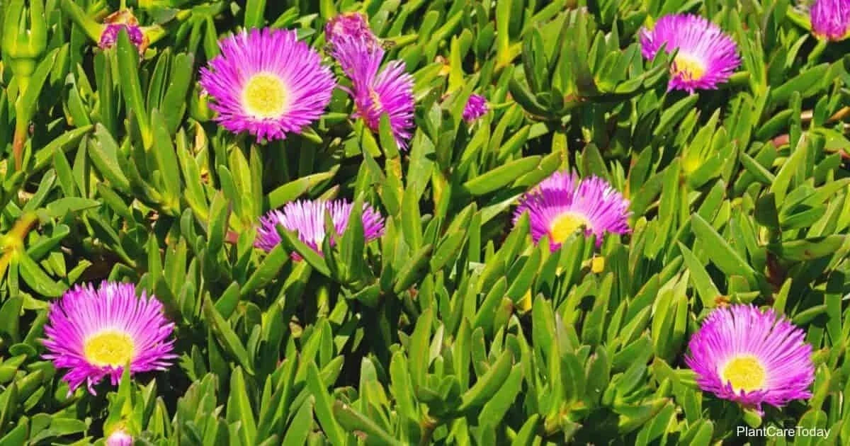 Live Ice Plant Cuttings 30-Pack for Rooting, Ground Cover, Delosperma spp., Drought-Tolerant Succulent