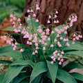 Pink Lily of the Valley Pips - Live Plants, Convallaria 'Rosea', Fragrant Pink Flowers, 2 Pack