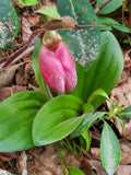 Pink Lady's Slipper Bare Root Plants, Cypripedium Acaule, Mature Variety, Perfect for Gardens and Landscaping