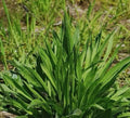 600 Plantain Seeds, Plantago lanceolata, Non-GMO Herb Garden Seeds, Full Sun, Easy Grow, USA Seller