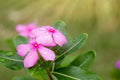 Vinca Seeds 500 Count Light Pink Sunsplash (Catharanthus roseus) - Non-California Shipping, Garden Flower Seeds