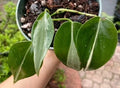 Philodendron RIO Cuttings 3-Pack with Care Guide | Variegated Philodendron hederaceum Brasil Indoor Plant