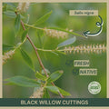 Black Willow Cuttings 18" | Salix nigra | Fresh Native Plant Cuttings for Gardening