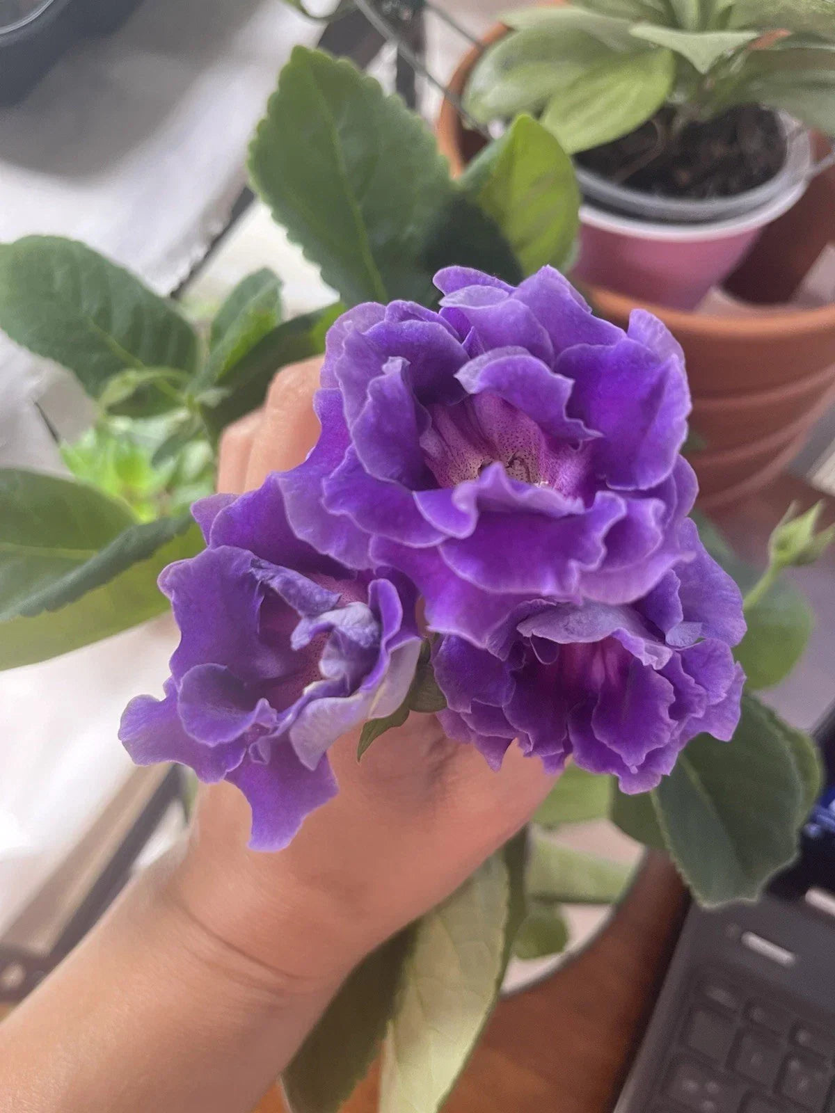Gloxinia Freshly Cut Leaf Plant, Azure Variety, Indoor Flowering Plant, Sinningia speciosa