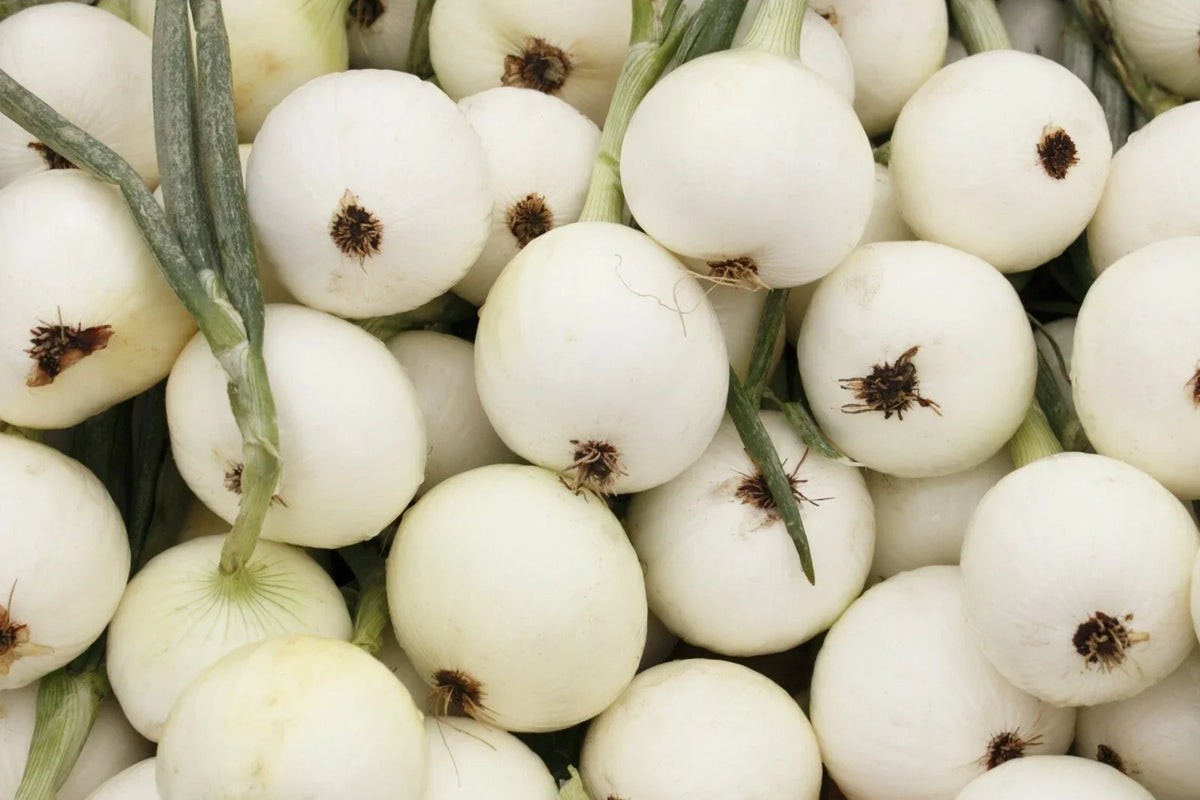 White Spanish Onion Seeds – Non-GMO Vegetable Seeds for Home Garden, Allium cepa, Sweet & Mild Flavor, 200+ Seeds
