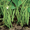 Blue Lake 274 Green Bean Seeds - Heirloom Phaseolus vulgaris for 2025 Planting