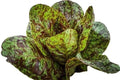 Freckles Romaine Lettuce Seeds - 500+ Heirloom Organic Non-GMO - Fresh Seeds for Home Garden - Lactuca sativa