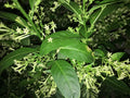 Night Blooming Jasmine Plant in 5" Pot, Cestrum nocturnum, Fragrant Tropical Shrub for Gardens & Indoor Spaces