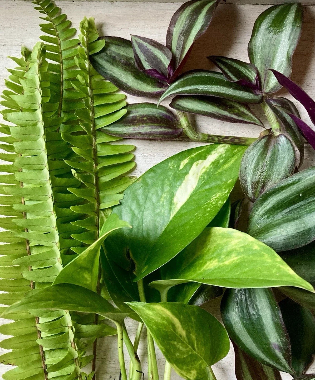 15 Live Rooted Plant Cuttings - Pothos, Ferns, Wandering Jew - Indoor Houseplants for Easy Care and Decor