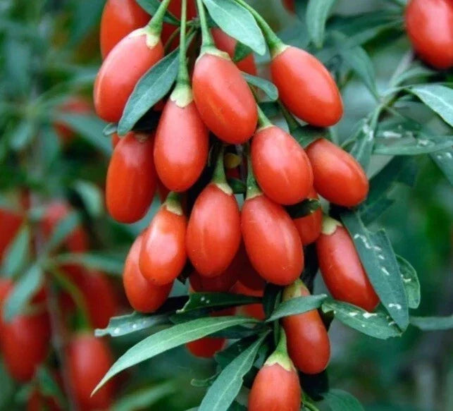 Goji Berry Seeds - Organic Lycium Barbarum for Home Gardening, Superfood, Nutritious Berries, 100 Seeds