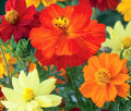 Bulk Cosmos Sulphur Mixed Seeds - 2,500 Count, Vibrant Yellow, Orange & Gold Blooms, Easy to Grow, Attracts Pollinators