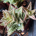 Aloe Plant 2" Pot Crosby's Prolific Hybrid Rare Succulent Aloe cv. 'Crosby's Prolific' Well Rooted