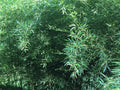 Live Bamboo Roots for Natural Privacy Fence Canopy - Perennial Plant for Outdoor Landscaping
