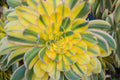 Sunburst Succulent Seeds 40 Pack - Aeonium davidbramwellii - Drought-Tolerant Plant for Gardens and Containers