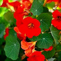 Nasturtium Flower Seeds | Empress of India Variety | NON-GMO | Fresh Seeds for Garden Planting | Tropaeolum majus