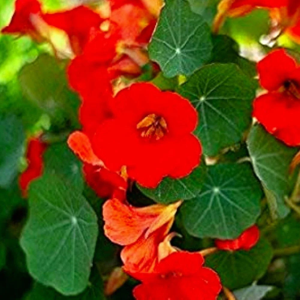 Nasturtium Flower Seeds | Empress of India Variety | NON-GMO | Fresh Seeds for Garden Planting | Tropaeolum majus