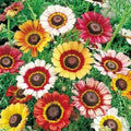 Painted Daisy Seeds - Mixed Colors - Perennial Non-GMO - Attracts Pollinators & Butterflies - 200 Seeds - Bellis perennis