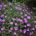 Aster 'Wood's Pink' Live Starter Plant – Native Fall-Blooming Perennial for Borders, Pollinator Garden, Containers