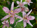 Tricyrtis ‘Sinonome’ Japanese Toad Lily Live Perennial Plant – Orchid-Like Fall Blooms, Shade-Loving, Deer-Resistant, Low-Maintenance
