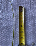 Jack The Bush Cuttings 15-Pack | Chromolaena odorata Medicinal Herb | Unrooted Stem Propagation for Natural Healing