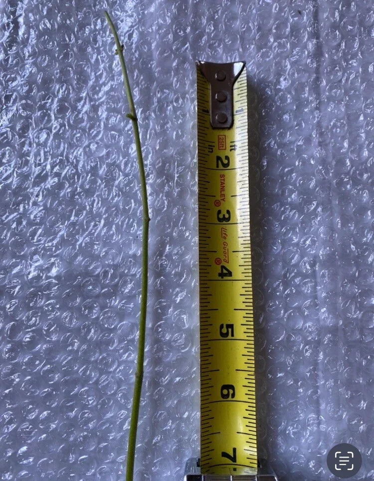 Jack The Bush Cuttings 15-Pack | Chromolaena odorata Medicinal Herb | Unrooted Stem Propagation for Natural Healing