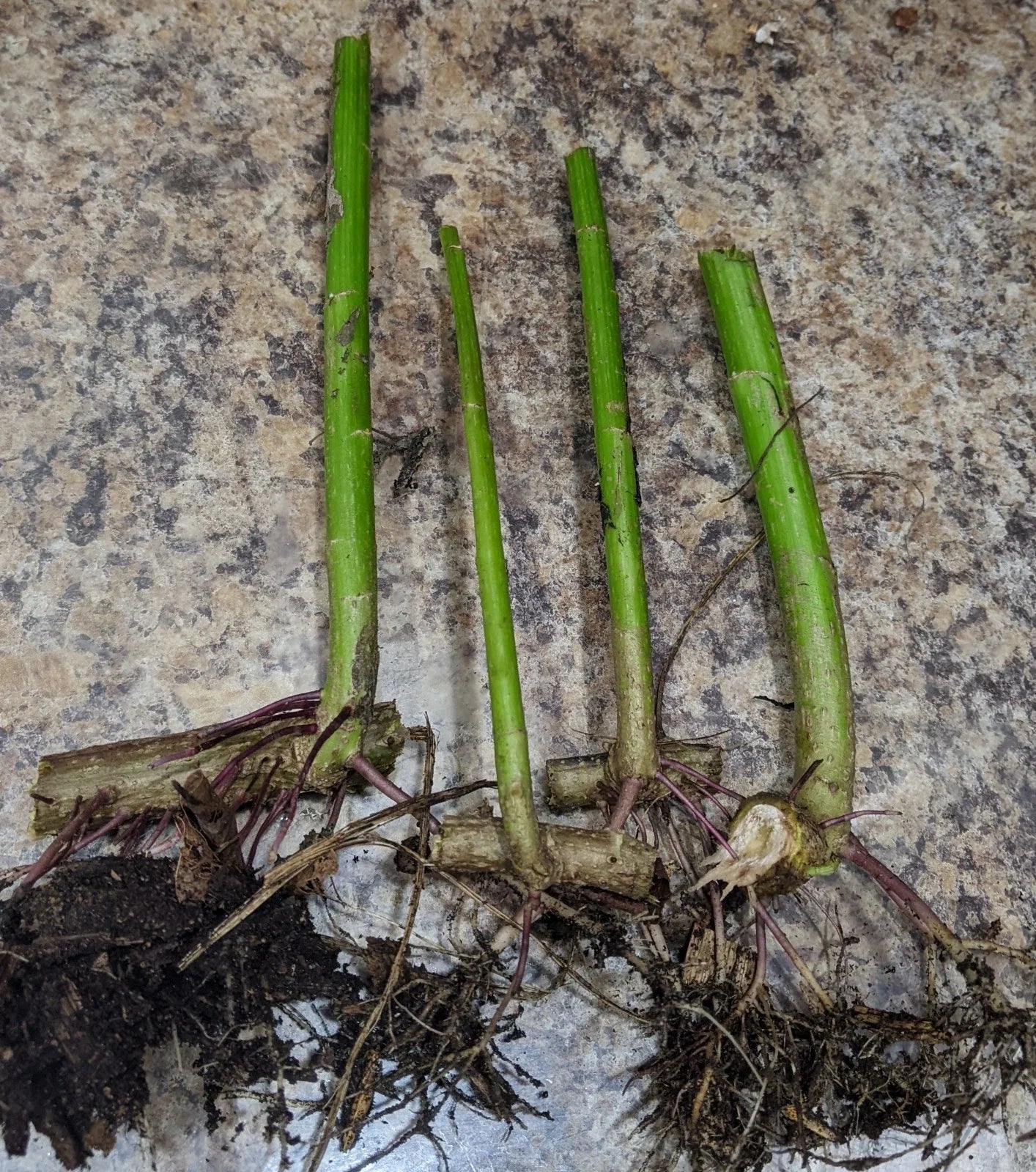 4 Tithonia diversifolia Cuttings – Mexican Sunflower | Live Organic Rooted Cuttings | Fast-Growing Pollinator & Compost Plant