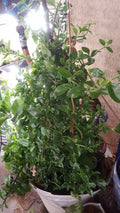 Apple Red Rose Plant Cuttings 3" to 5" Tall, 21 Pcs for Rooting, Rosa spp.