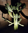 Consolea Rubescens Road Kill Cactus Cutting – Live Pad Segment – Unique Succulent for Indoor & Outdoor Decor