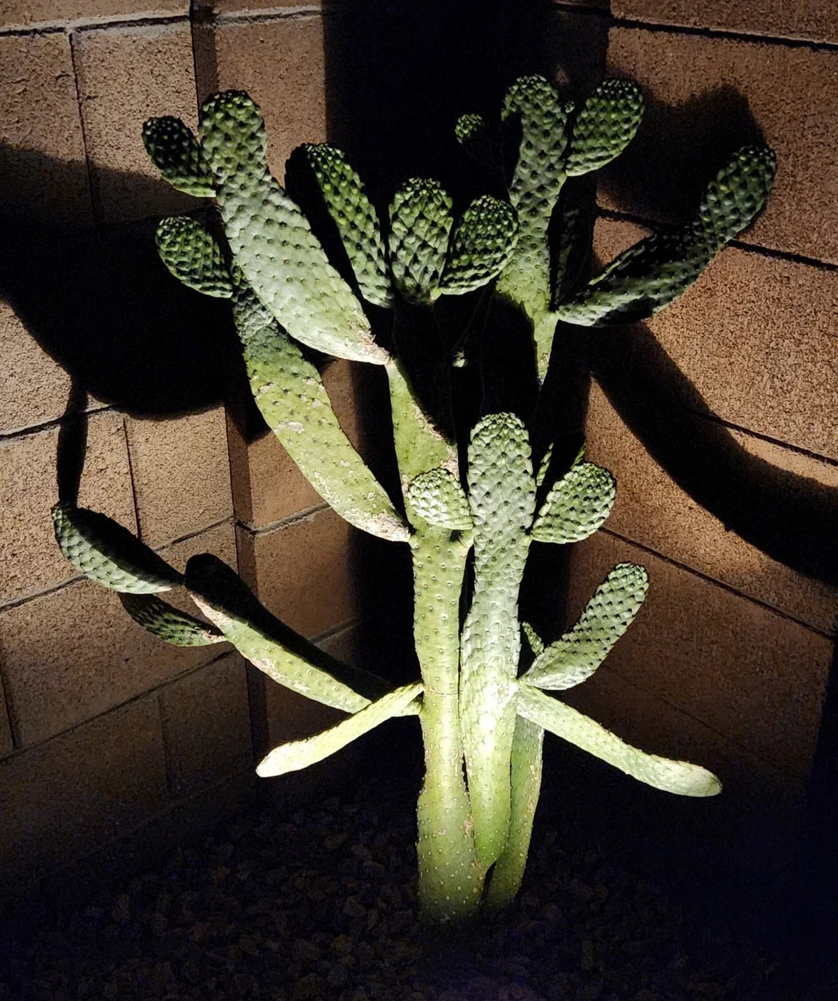 Consolea Rubescens Road Kill Cactus Cutting – Live Pad Segment – Unique Succulent for Indoor & Outdoor Decor