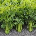 Tall Utah Celery Seeds 100 Count - Apium graveolens Heirloom Vegetable Seeds