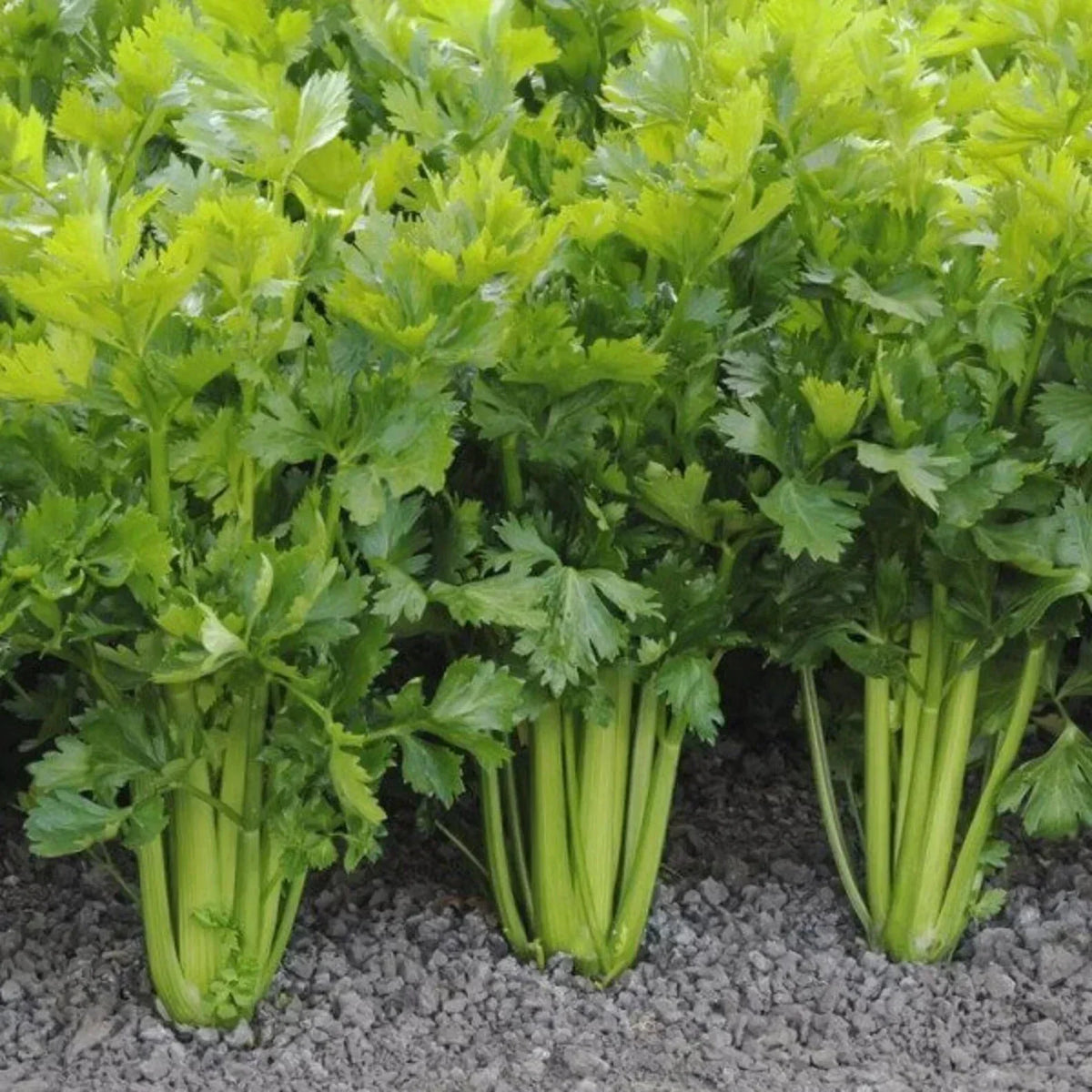 Tall Utah Celery Seeds 100 Count - Apium graveolens Heirloom Vegetable Seeds