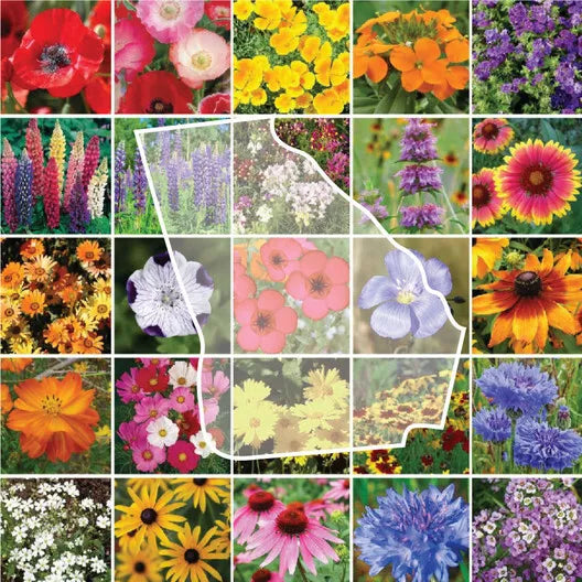 Wildflower Seed Mix 1000 Seeds Georgia Native Perennials & Annuals Non-GMO for Gardens & Wildflower Meadows