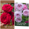 Rose Cuttings Mix - Unrooted Fresh Cuttings 5-8" Long - Ideal for Planting (Rosa spp.)