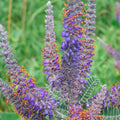 Lead Plant Seeds, Drought Tolerant Perennial Amorpha canescens, Native Wildflower for Xeriscaping, Pollinator Attractant