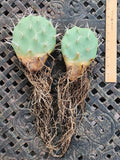 Opuntia Sulphurea Prickly Pear Cactus Pad Cuttings (2) - Live Rooted Succulent Plant Segments for Gardening