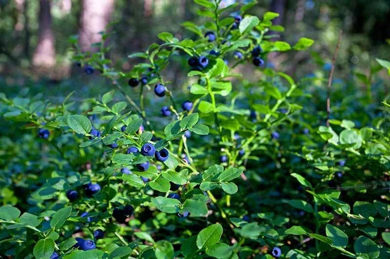 Lowbush Blueberry Seeds 30 Pack - Organic Non-GMO Vaccinium angustifolium - Made in USA, Ships from Iowa