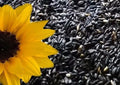 Sunflower Seeds Pack of 10+ Black Oil Heirloom Non-GMO Helianthus annuus for Garden, Pollinators, Culinary Use
