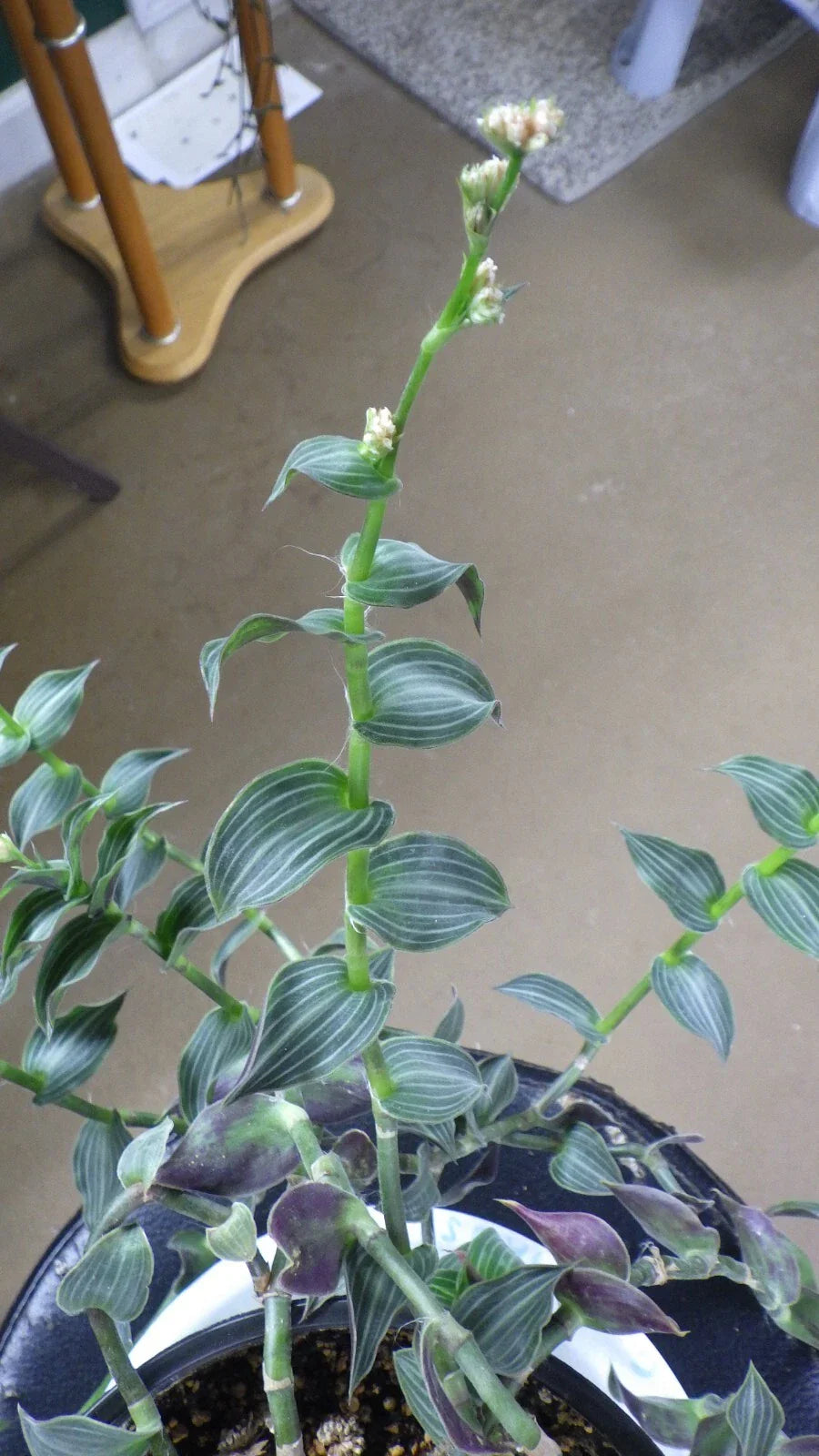 Wandering Jew Cuttings - C. Gentlei Elegans "Puppy Ears" - House Plant Clippings for Propagation and Indoor Gardening