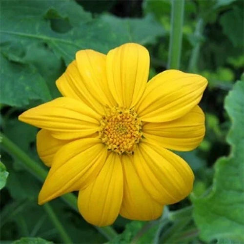 Mexican Sunflower Cuttings 8 Inches Tithonia Diversifolia Tropical Plant for Garden, Attracts Pollinators