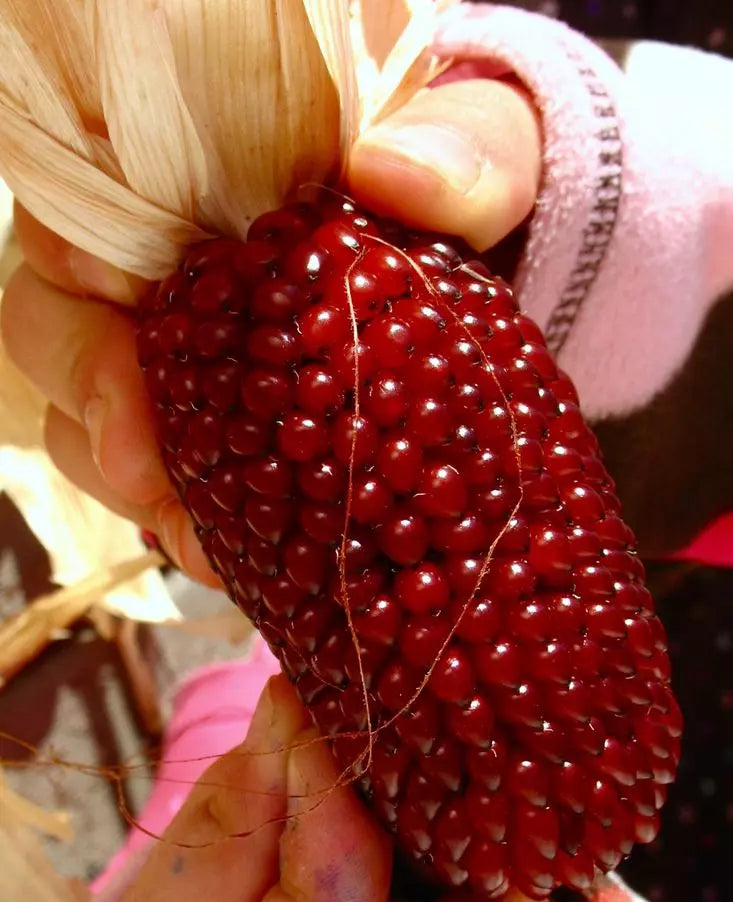 30+ Organic Heirloom Strawberry Ruby Corn Seeds - Sweet Popcorn - Rare Variety - Zea mays Everta