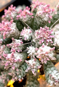 Rare Pink Euphorbia Mammillaris Variegata Plant - 5" Rooted Succulent with Pink and Green Foliage, Indian Corn Cob, Compact, Low Maintenance
