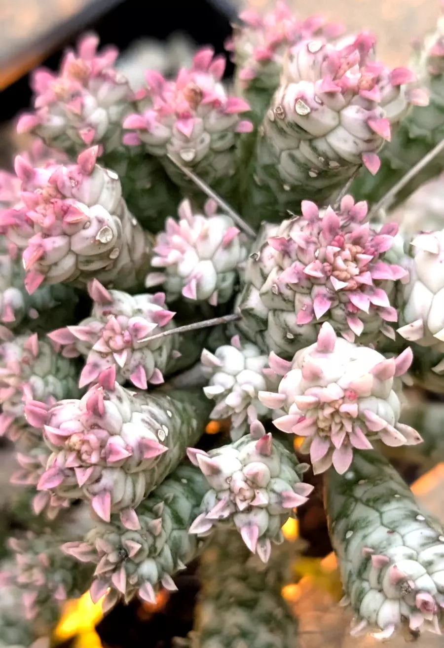 Rare Pink Euphorbia Mammillaris Variegata Plant - 5" Rooted Succulent with Pink and Green Foliage, Indian Corn Cob, Compact, Low Maintenance
