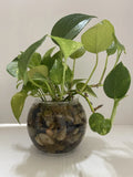 Pothos Indoor Live Plant Cuttings 3PC 7in-10in Well Rooted in Water (Epipremnum aureum)