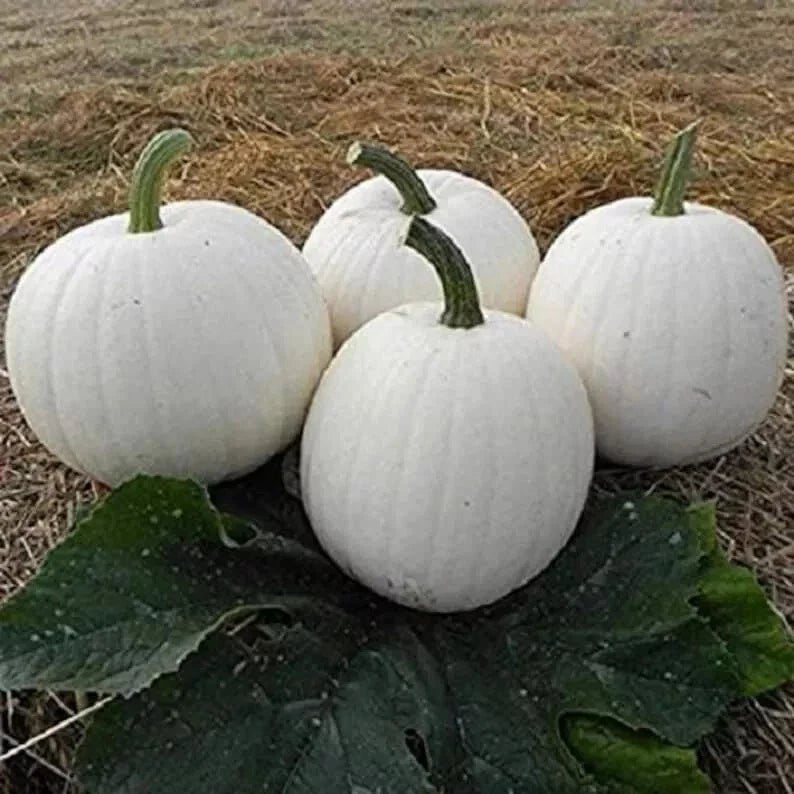 Casper White Pumpkin Seeds - 20 Pack - Non-GMO, Rare Variety - Cucurbita pepo