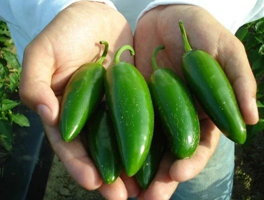 Jalapeno Pepper Seeds - Heavy Yielding Capsicum annuum for Salsas & Poppers