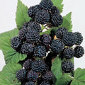 Jewel Black Raspberry Plant Live Rooted Starter - Self-Pollinating Rubus occidentalis for Zones 4-8